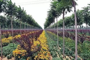 反季節(jié)苗木種植技術在園林綠化施工中的應用