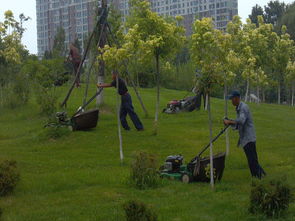 園林綠化,園林綠化生產(chǎn)廠家,園林綠化價格