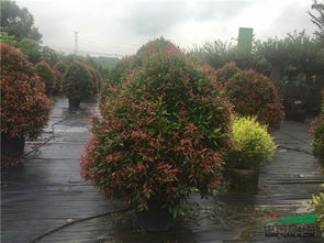 2017苗鄉(xiāng)行廣西線第二天,走進廣西深根園林工程