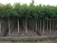 邵陽PVC塑膠地板工程與園林綠化 一站式原材料采購解決方案